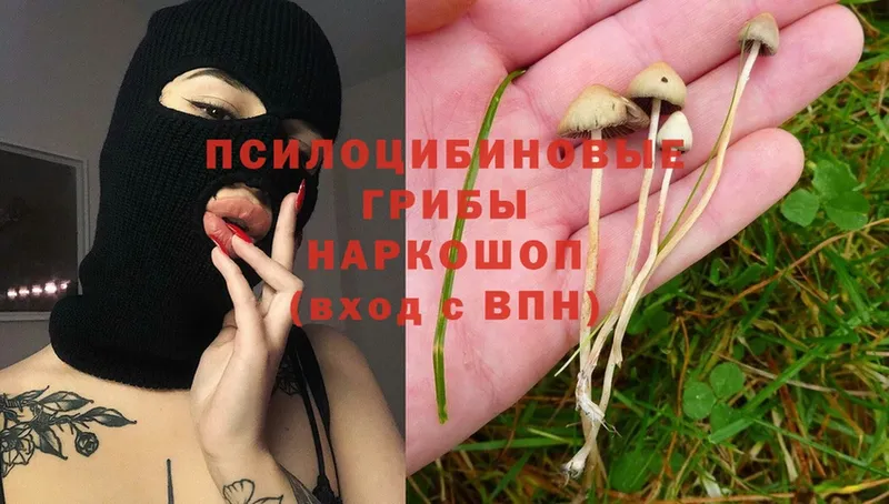 Галлюциногенные грибы Magic Shrooms  Кедровый 